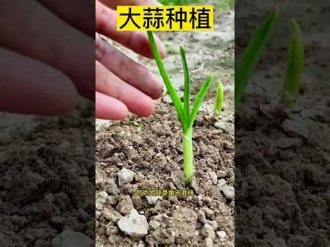 簡單種蒜頭|大蒜防癌、抗氧化 在家種蒜苗很簡單！餅乾盒就能種